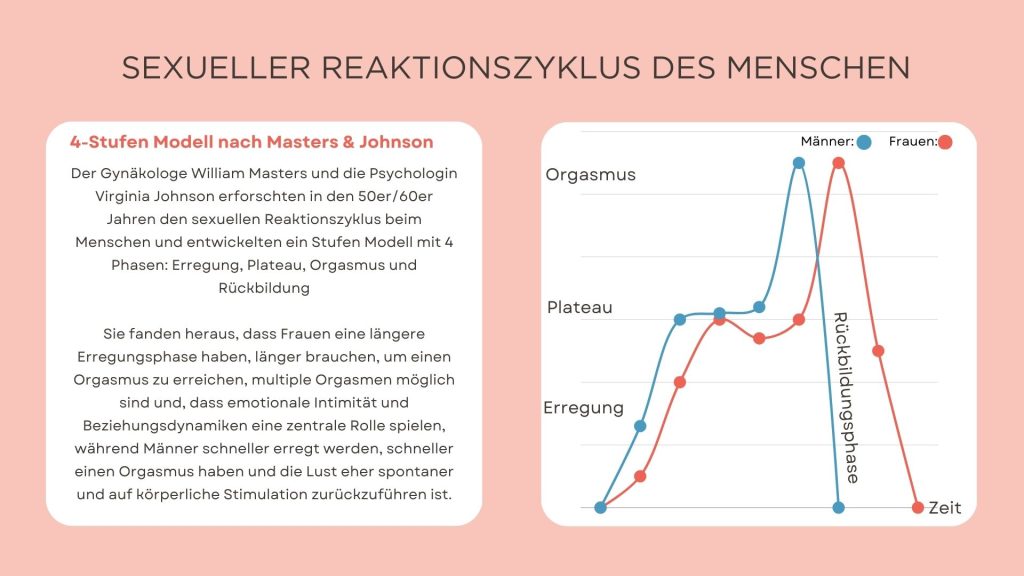 sexueller Reaktionszyklus des Menschen nach Masters and  Johnson