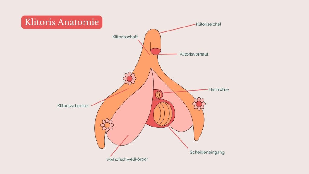 Klitoris Anatomie